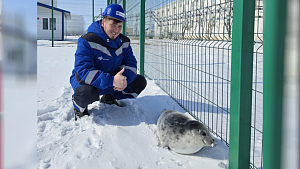 Заблудившегося малыша тюленя нашли на нефтестанции в Мангистау